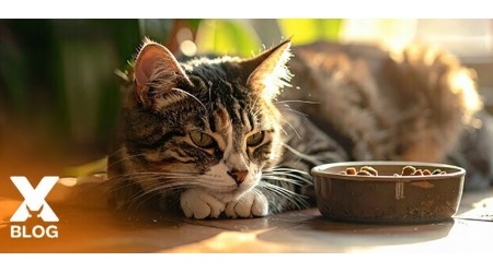 Kedi Mama ve Su Kabı Nasıl Olmalıdır? Kopya